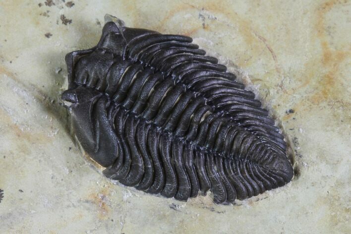 Lemureops Kilbeyi Trilobite - Fillmore Formation, Utah #94745